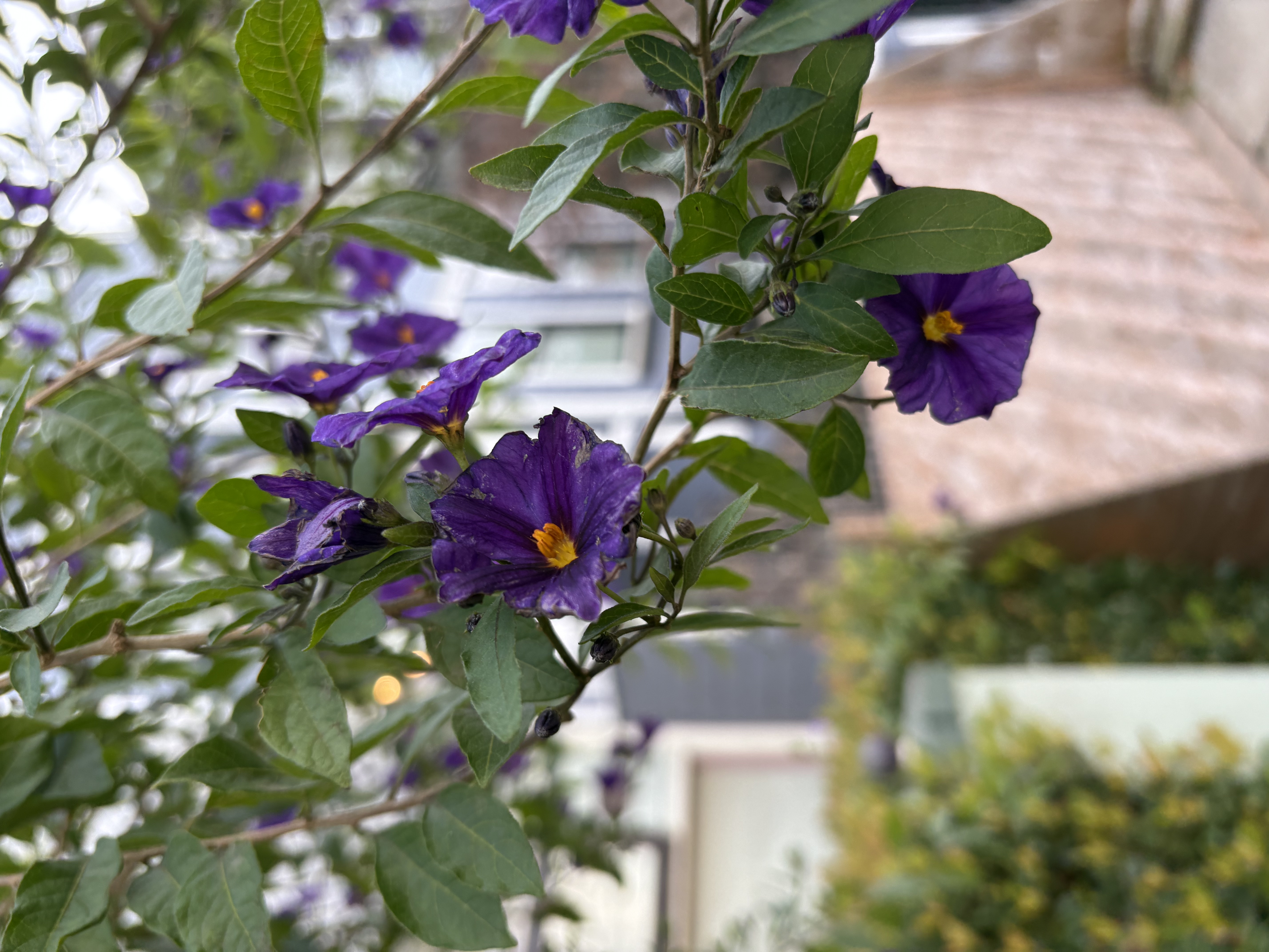 Saw some pretty flowers